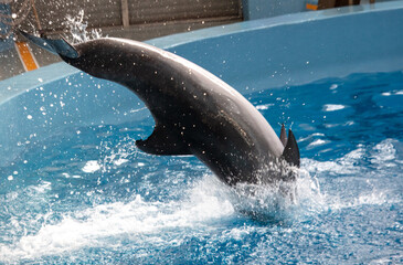 Dolphin is jumping in the pool.