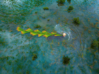 Top view Farmers harvest Lepironia articulata, vietnamese name is co bang. It is harvested by...