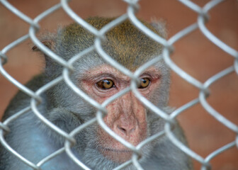 Portrait of a monkey in a zoo cage.