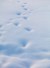 White fluffy snow on the ground as a background.