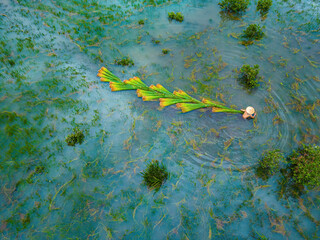 Top view Farmers harvest Lepironia articulata, vietnamese name is co bang. It is harvested by...