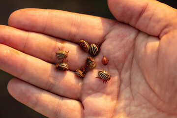 Obraz premium Colorado potato beetles on hand.