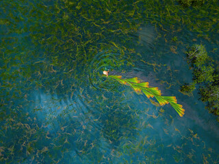 Top view Farmers harvest Lepironia articulata, vietnamese name is co bang. It is harvested by...
