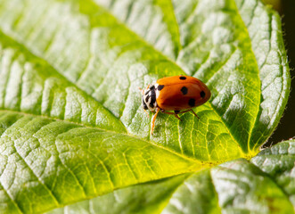 Ladybug beetle on a green leaf.