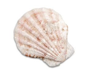 Close up of ocean shell isolated on white background