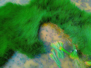 Top view Farmers harvest Lepironia articulata, vietnamese name is co bang. It is harvested by...