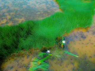 Top view Farmers harvest Lepironia articulata, vietnamese name is co bang. It is harvested by...