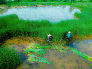 Top view Farmers harvest Lepironia articulata, vietnamese name is co bang. It is harvested by...