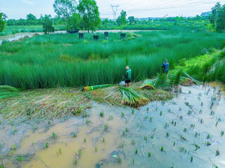 Top view Farmers harvest Lepironia articulata, vietnamese name is co bang. It is harvested by...