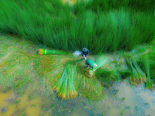 Top view Farmers harvest Lepironia articulata, vietnamese name is co bang. It is harvested by...