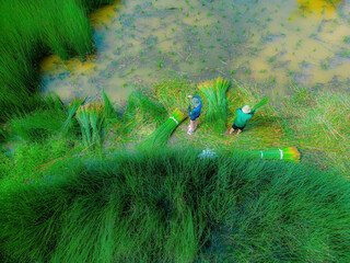 Top view Farmers harvest Lepironia articulata, vietnamese name is co bang. It is harvested by...