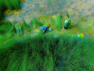 Top view Farmers harvest Lepironia articulata, vietnamese name is co bang. It is harvested by...