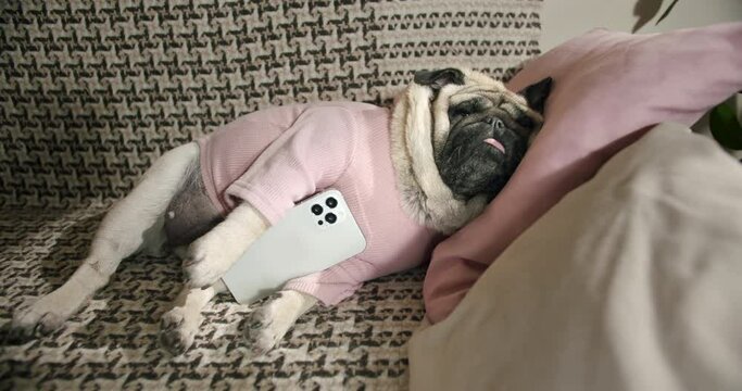 Cute dog, funny pug dog lying, sleeping funny with smartphone, holding smartphone in paws. Waiting for call, alarm clock. Funny dog smartphone concept. Pet app