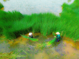 Top view Farmers harvest Lepironia articulata, vietnamese name is co bang. It is harvested by...
