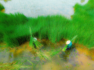 Top view Farmers harvest Lepironia articulata, vietnamese name is co bang. It is harvested by...