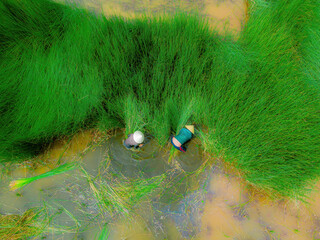 Top view Farmers harvest Lepironia articulata, vietnamese name is co bang. It is harvested by...