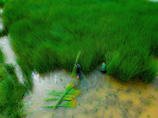 Top view Farmers harvest Lepironia articulata, vietnamese name is co bang. It is harvested by...