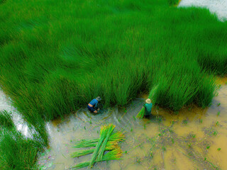 Top view Farmers harvest Lepironia articulata, vietnamese name is co bang. It is harvested by...