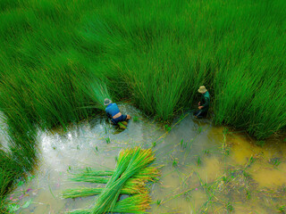 Top view Farmers harvest Lepironia articulata, vietnamese name is co bang. It is harvested by...