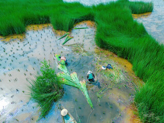 Top view Farmers harvest Lepironia articulata, vietnamese name is co bang. It is harvested by...
