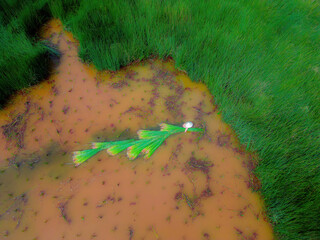Top view Farmers harvest Lepironia articulata, vietnamese name is co bang. It is harvested by...