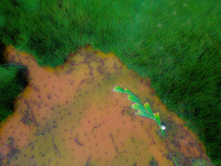 Top view Farmers harvest Lepironia articulata, vietnamese name is co bang. It is harvested by...