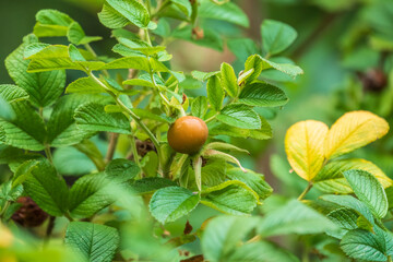Autumn or summer nature background with rose hips branches in the sunset light. The rose hip or rosehip, also called rose haw