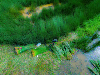 Top view Farmers harvest Lepironia articulata, vietnamese name is co bang. It is harvested by...