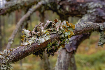 Varied rag lichen (Platismatia glauca) on a tree branch, close up