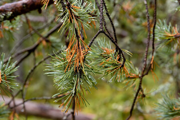 Closeup of a pine needles turning yellow in autumn