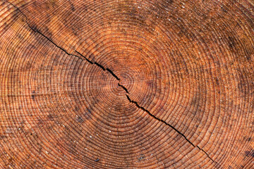 Naklejka premium Close up wood texture of a cut pine tree