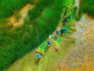 Top view Farmers harvest Lepironia articulata, vietnamese name is co bang. It is harvested by...