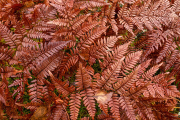 Close up of red fern leaves in autumn, background image. © OKemppainen
