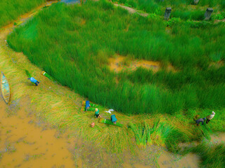 Top view Farmers harvest Lepironia articulata, vietnamese name is co bang. It is harvested by...