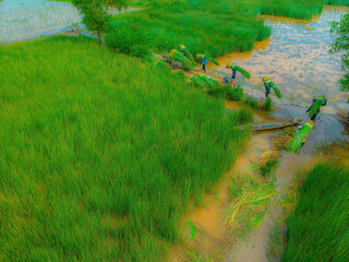 Top view Farmers harvest Lepironia articulata, vietnamese name is co bang. It is harvested by...