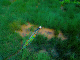 Top view Farmers harvest Lepironia articulata, vietnamese name is co bang. It is harvested by...