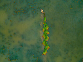 Top view Farmers harvest Lepironia articulata, vietnamese name is co bang. It is harvested by...