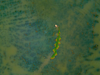 Top view Farmers harvest Lepironia articulata, vietnamese name is co bang. It is harvested by...