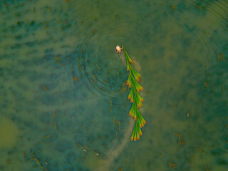 Top view Farmers harvest Lepironia articulata, vietnamese name is co bang. It is harvested by...