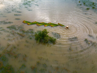 Top view Farmers harvest Lepironia articulata, vietnamese name is co bang. It is harvested by...