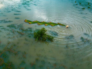 Top view Farmers harvest Lepironia articulata, vietnamese name is co bang. It is harvested by...