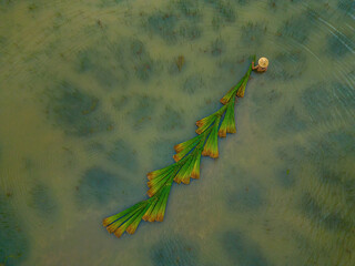 Top view Farmers harvest Lepironia articulata, vietnamese name is co bang. It is harvested by...