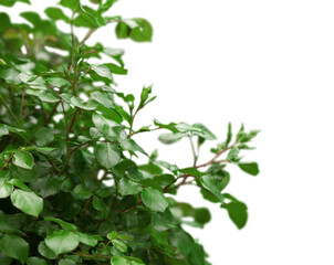 House plant in a flower pot isolated on white background