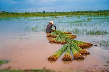 Top view Farmers harvest Lepironia articulata, vietnamese name is co bang. It is harvested by...