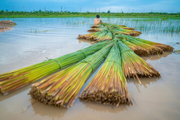 Top view Farmers harvest Lepironia articulata, vietnamese name is co bang. It is harvested by...