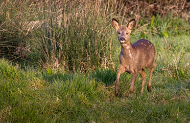 roe deer  standing in the grass meadow 