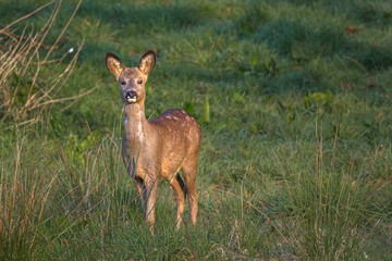 roe deer  standing in the grass meadow 