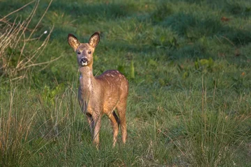 Raamstickers roe deer  standing in the grass meadow  © Andrew