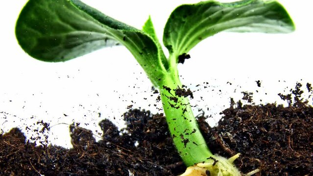 Timelapse of growing young vegetable from tiny grain to green seedling with leaves and stem. Macro footage of the plant life cycle from the seed beginning against white background. Farming pumpkins