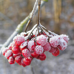 Putin's berry bunch is well visible in winter